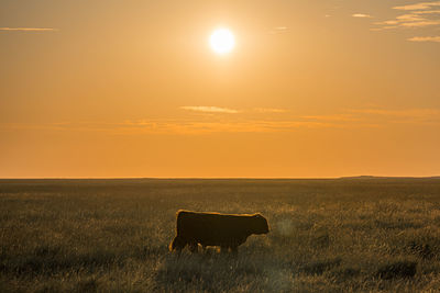 Scenic view of field against sky during sunset