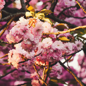 Close-up of pink cherry blossoms in spring