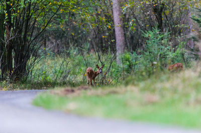 Horse in forest