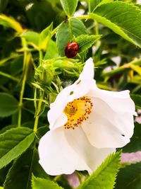 Close-up of white flower on plant