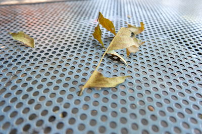 High angle view of autumn leaves on floor