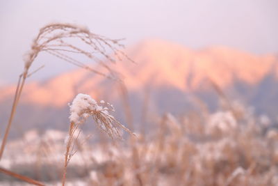 Close-up of stalks against sky at sunset