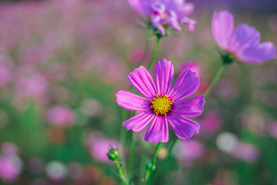 Close-up of pink cosmos flower