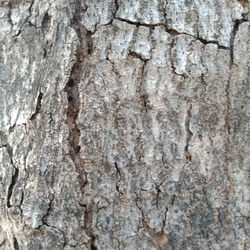 Full frame shot of tree trunk