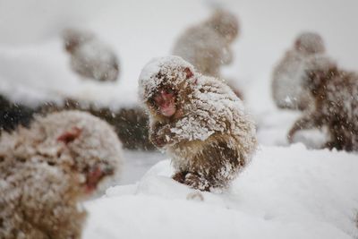 Group of japanese macaques in snow