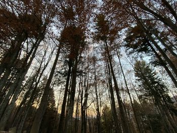 Low angle view of bamboo trees in forest