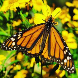 Close-up of butterfly on leaf