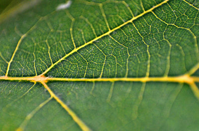 Extreme close up of leaf