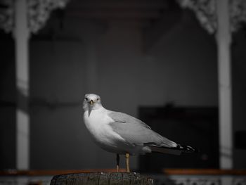 Close-up of bird perching on wall