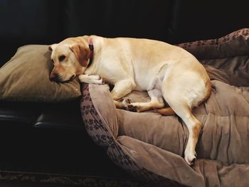 Dog sleeping on sofa