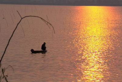 Silhouette ducks on lake during sunset