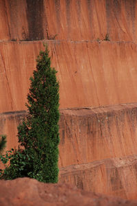 Low angle view of trees on wall