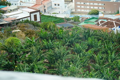 Plants and buildings in city
