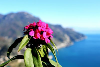 Close-up of flower blooming against sky