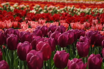 Full frame of pink flowers blooming in field