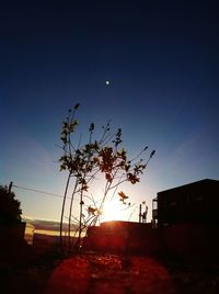 Silhouette trees and plants against sky during sunset