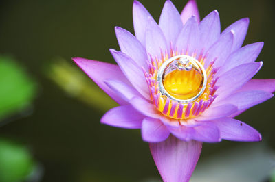 Close-up of purple flower blooming outdoors