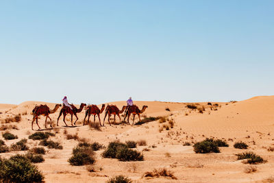 View of camels in desert against sky