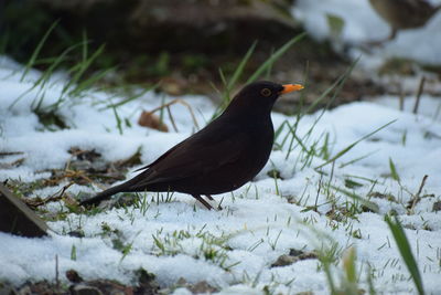 Bird perching on a snow