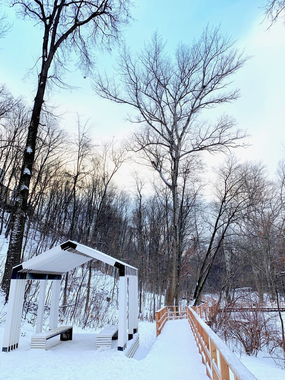 BARE TREE IN SNOW COVERED FIELD AGAINST SKY