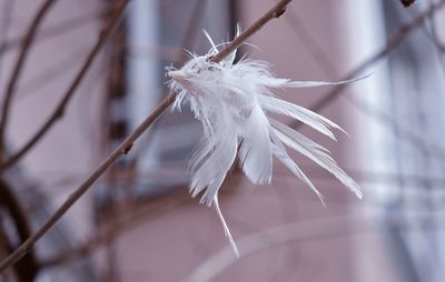 Close-up of bird on branch