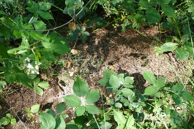 High angle view of insect on plant