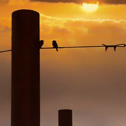 Silhouette birds perching on orange sky during sunset