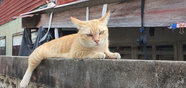 Portrait of a cat looking away