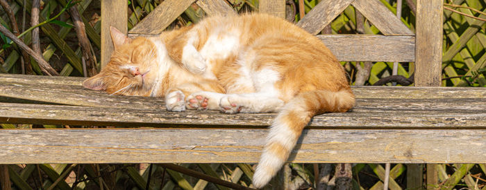 Cat resting relaxing and sleeping on a wood bench in sunshine