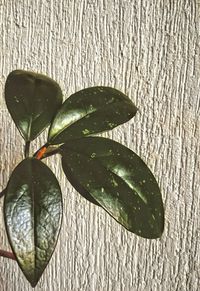 High angle view of fruit on table