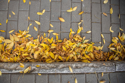 High angle view of autumn leaves on footpath