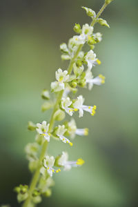 Close-up of flowers blooming on plant
