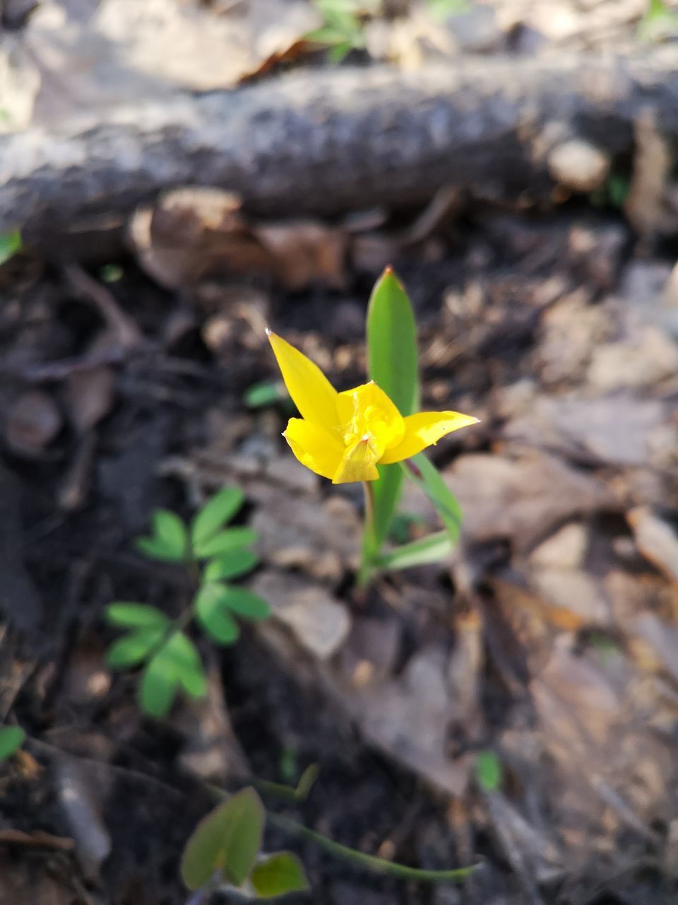 CLOSE-UP OF YELLOW FLOWER ON PLANT