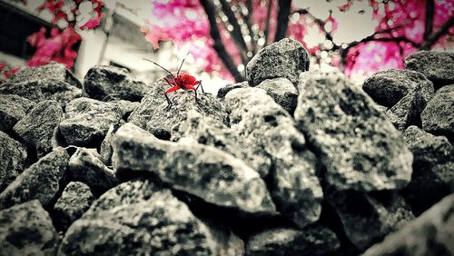 Close-up of red flowers