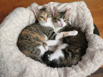 High angle view of cats on carpet