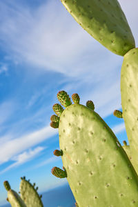 Low angle view of plant against sky