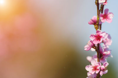 Close-up of pink cherry blossom