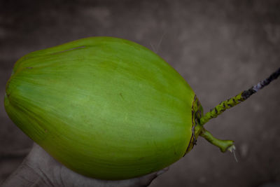 Close-up of green leaf