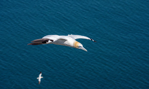 High angle view of seagull flying over sea