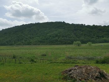 Scenic view of agricultural field against sky