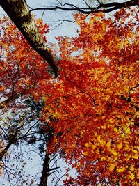 Low angle view of maple tree