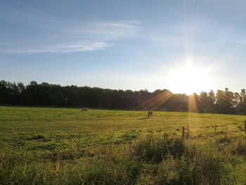 Scenic view of grassy field against sky