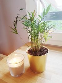 Close-up of potted plant on table