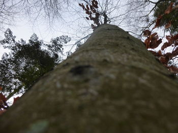 Low angle view of trees against sky