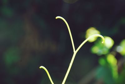 Close-up of flower against blurred background