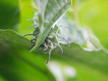 Close-up of caterpillar on leaf