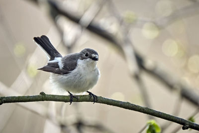 Close-up of bird perching on branch