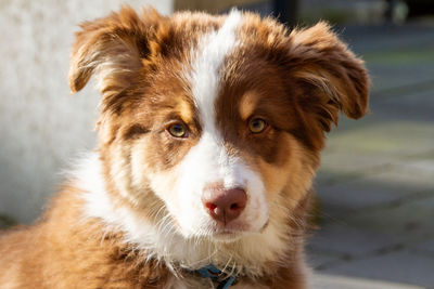 Close-up portrait of a dog