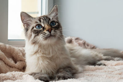 Adorable furry cat of seal lynx point color with blue eyes is lying on a pink blanket. 