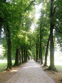 Road passing through forest